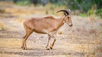 An aoudad sheep with curved horns walks along a dry, grassy path in a natural setting.