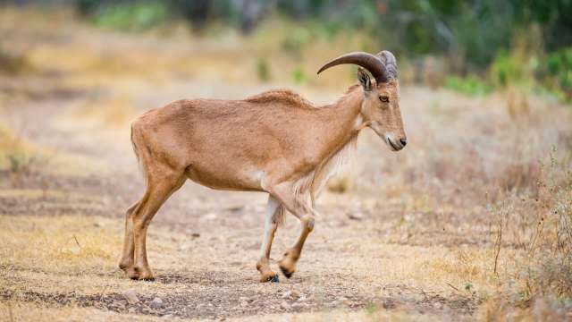 An aoudad sheep with curved horns walks along a dry, grassy path in a natural setting.
