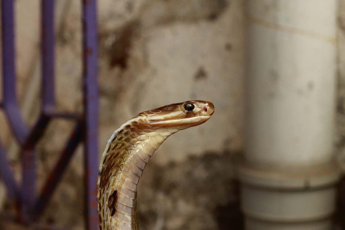 A close-up of a brown snake with a raised head against a blurred background.