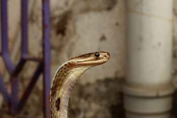 A close-up of a brown snake with a raised head against a blurred background.
