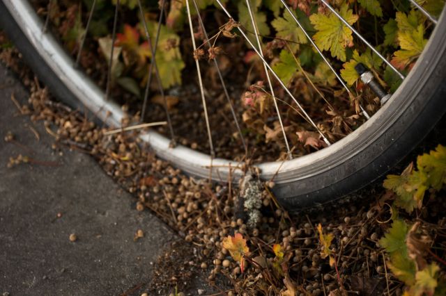 A bike wheel.