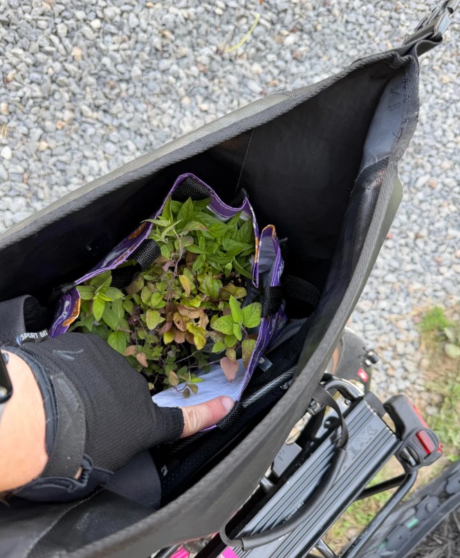 A hand securing a plant in a bicycle's storage compartment.