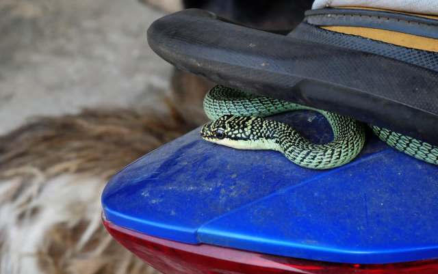 A snake on the back of a motorcycle.