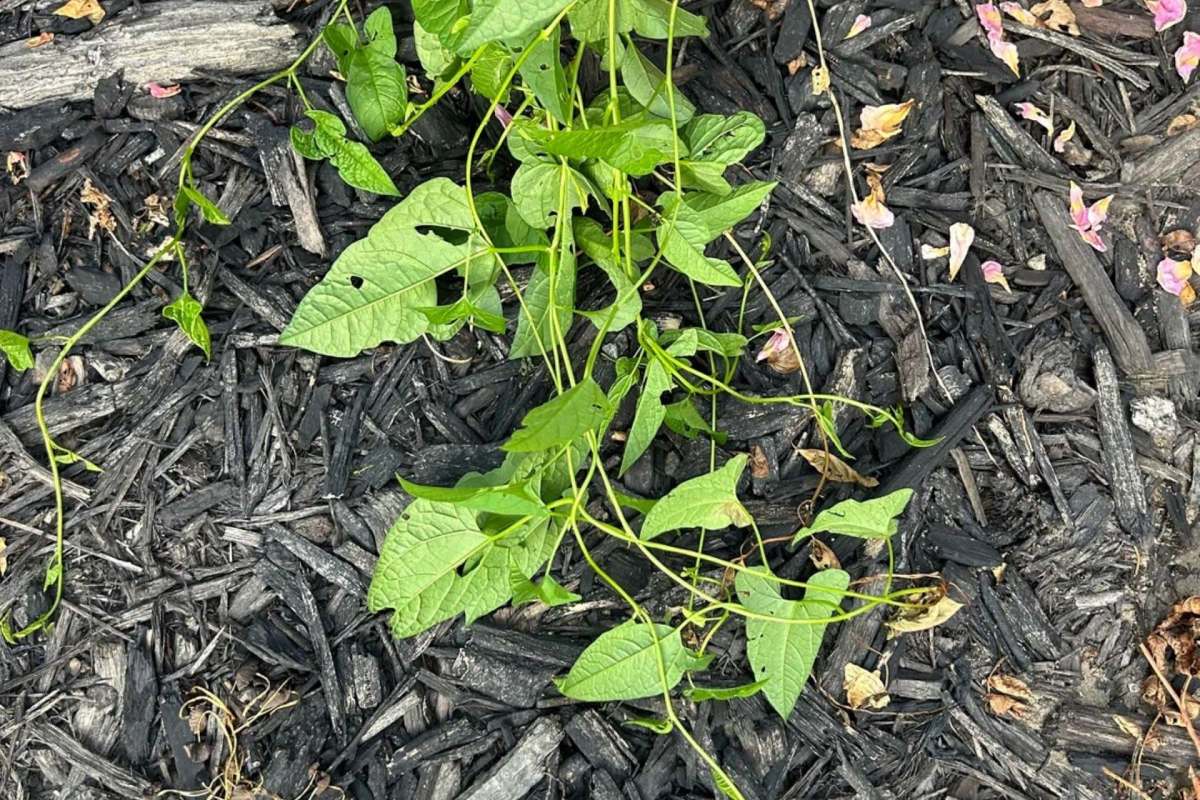 Bindweed.