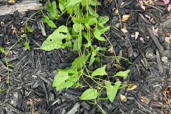 Bindweed.