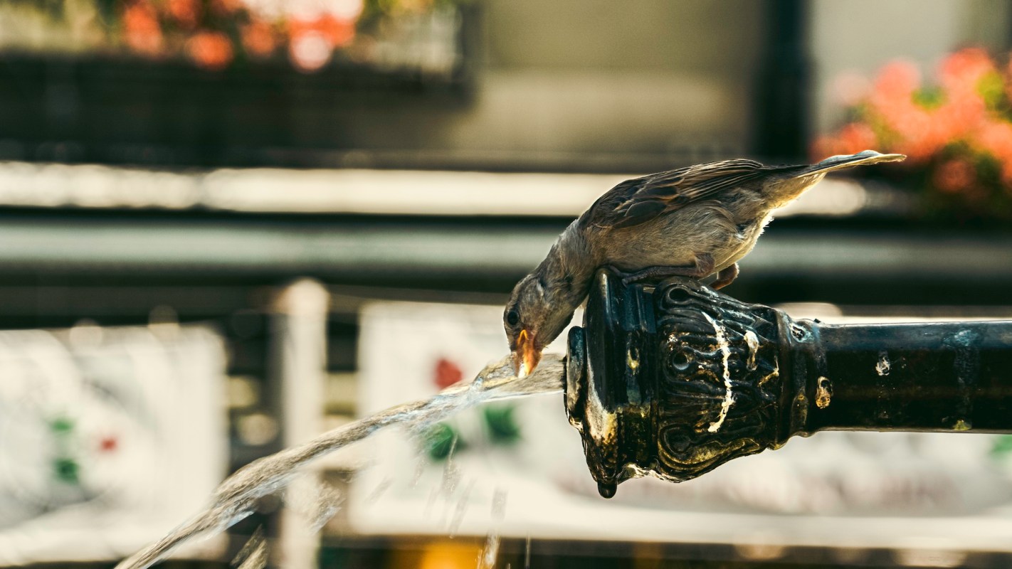 A bird drinking water from a fountain amidst blurred colorful flowers in the background.