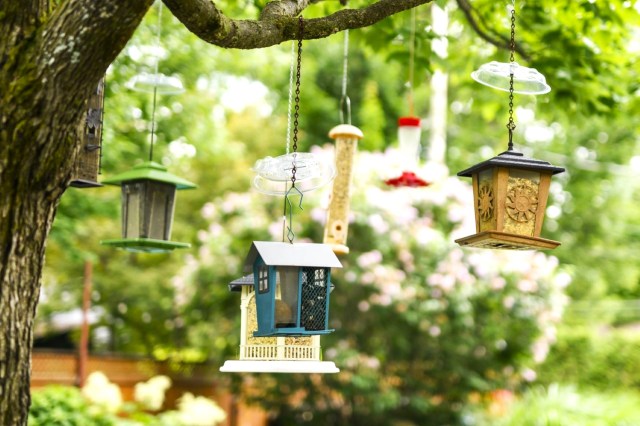 A variety of bird feeders hung from a tree branch.