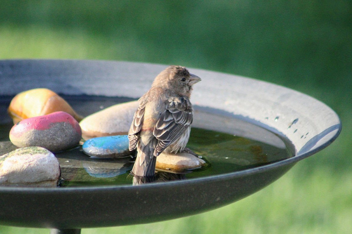 A small bird perches on colorful stones in a birdbath filled with water.