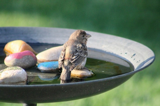 A small bird perches on colorful stones in a birdbath filled with water.
