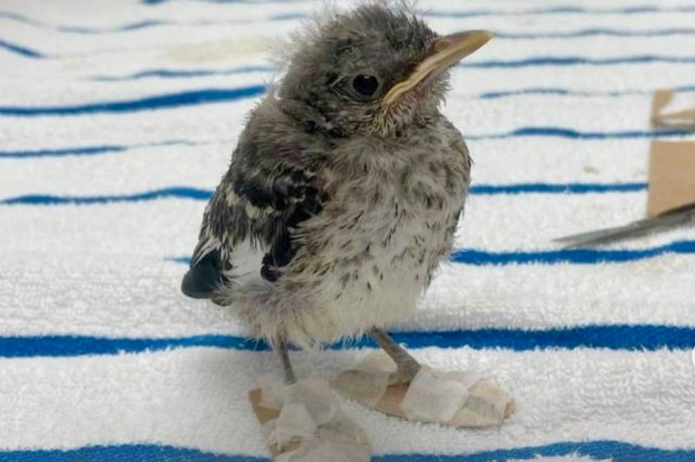 A fluffy grey bird with bandaged feet.