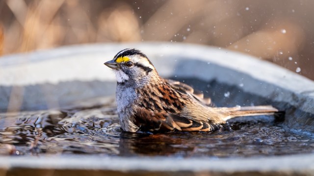A bird splashes water while bathing in a shallow dish.