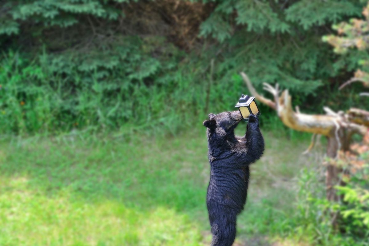 A black bear eating out of a bird feeder.