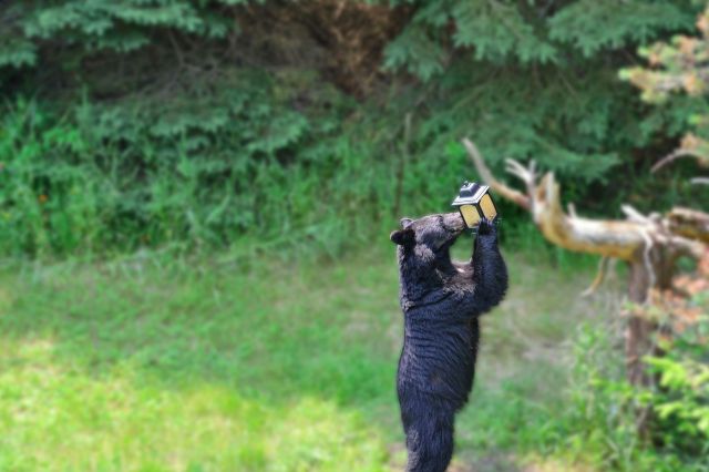 A black bear eating out of a bird feeder.