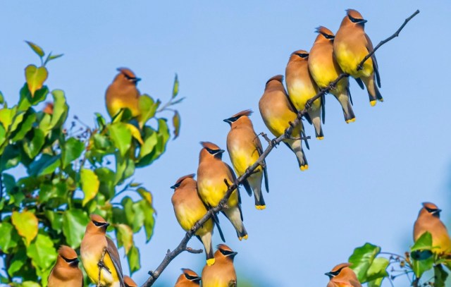 A group of cedar waxwings perched on a tree branch against a clear blue sky.