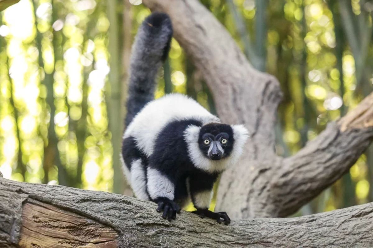 A black-and-white ruffled lemur at the Nashville Zoo.