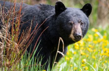 A black bear.