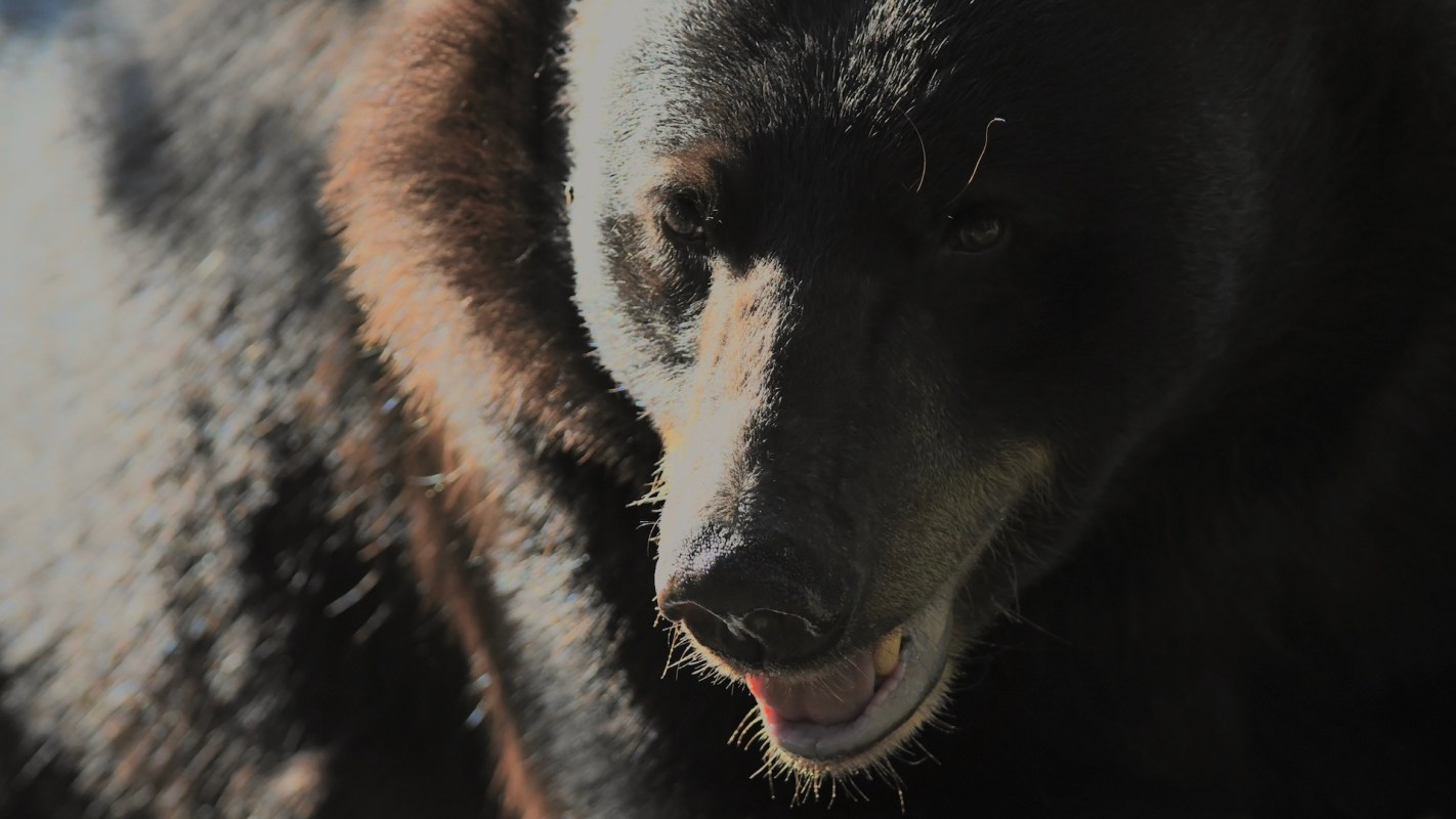A close-up of a bear's head, showcasing its dark fur and expressive features.