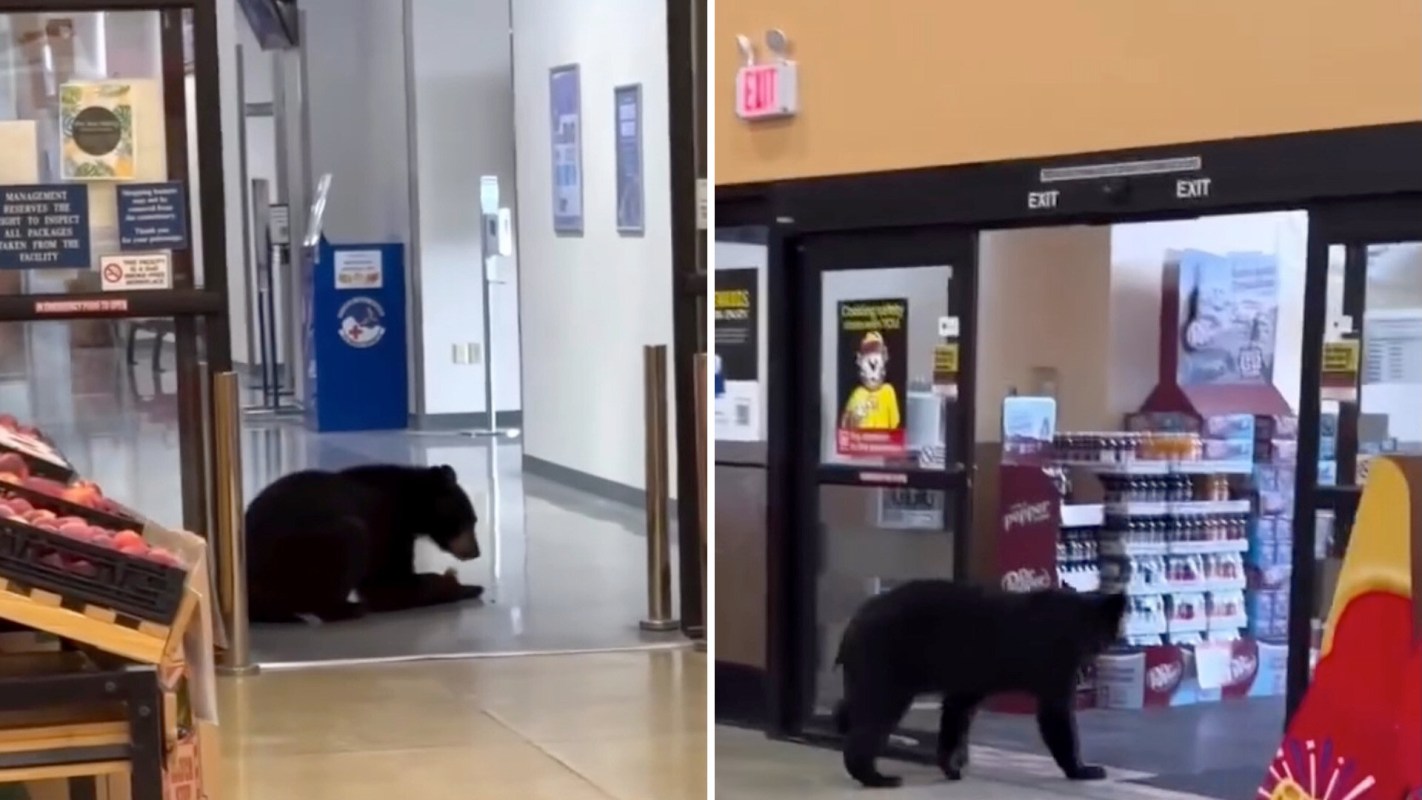 A black bear is sitting inside a store near the entrance next to fruit displays and walking toward an exit.