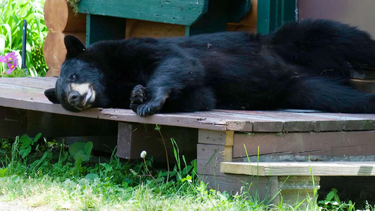 A black bear lounges on a wooden platform surrounded by greenery and colorful flowers.