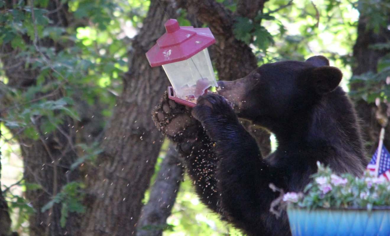 A black bear accessing a bird feeder.