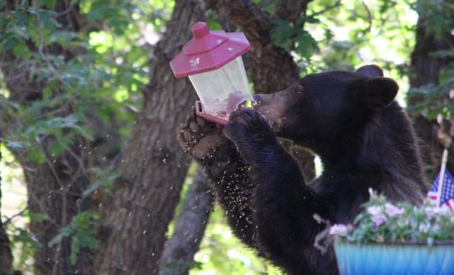 A black bear accessing a bird feeder.