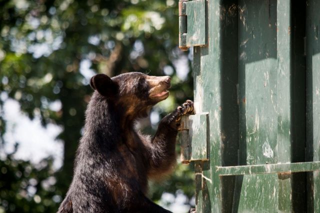 A black bear with its front paws on a dumpster.