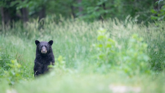 A black bear stands in a grassy area surrounded by greenery, looking directly at the camera.