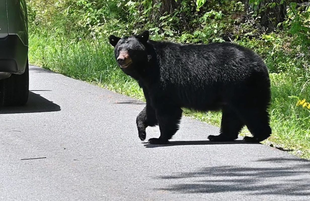 A black bear walking near a vehicle on a road.
