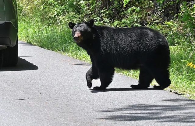 A black bear walking near a vehicle on a road.