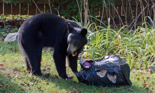 A black bear is rummaging through a torn black garbage bag in a grassy area.
