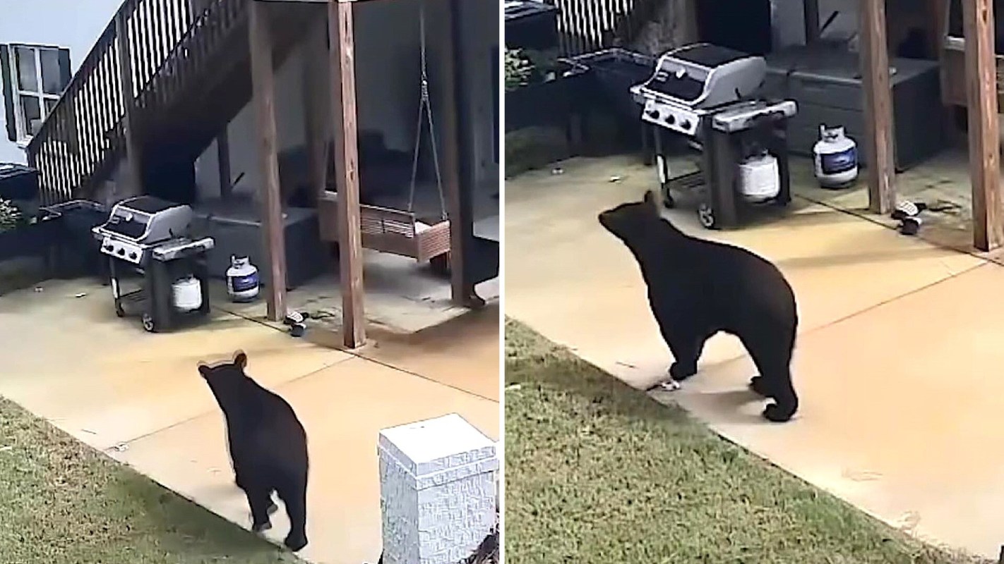 A bear in a residential neighborhood.
