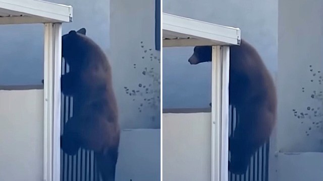 A bear is climbing over a fence railing, attempting to access the yard.