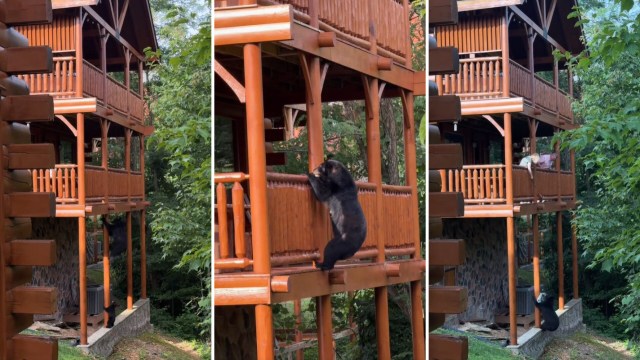 A bear scaling balconies.