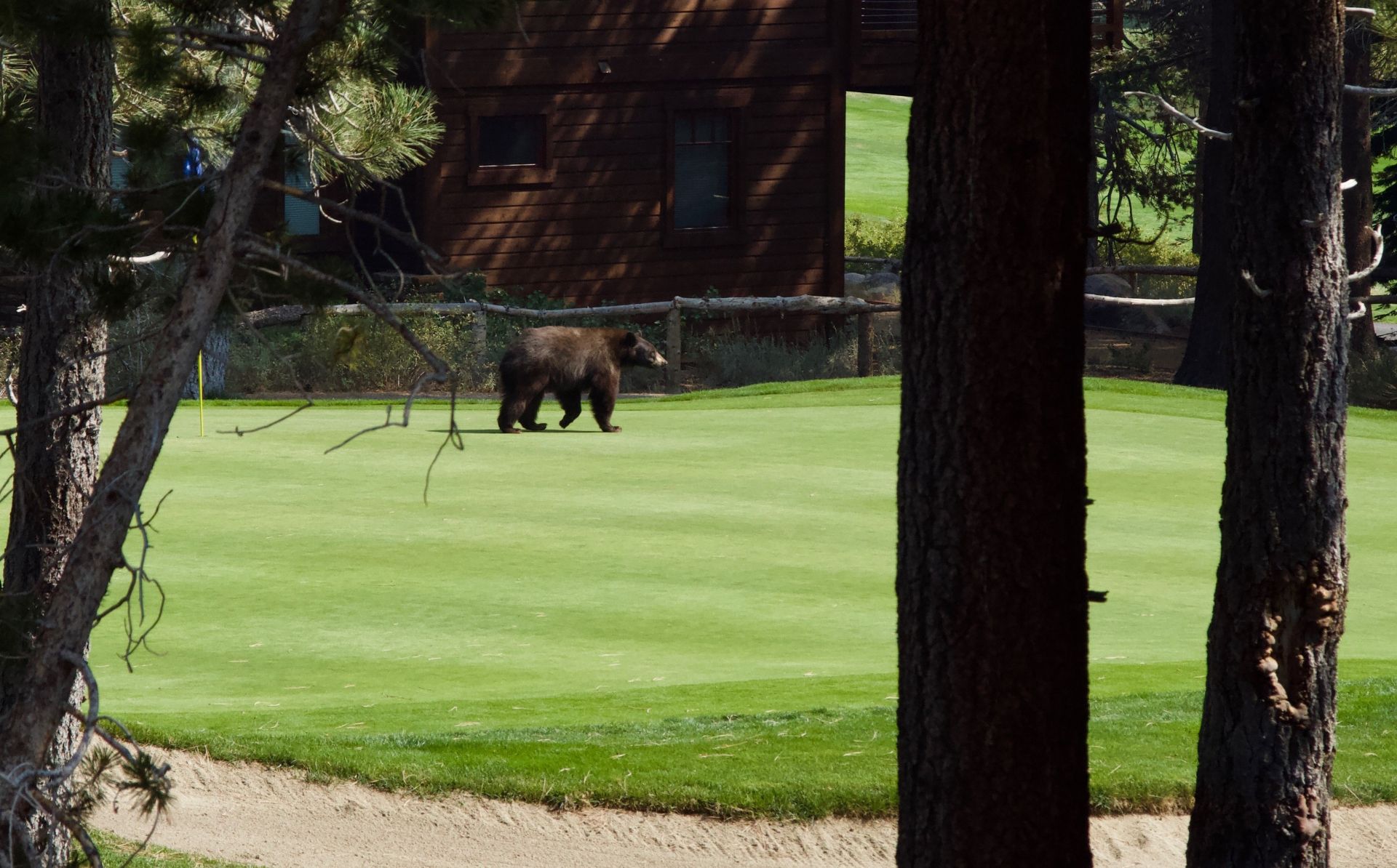 Black bear strolls through Mississippi neighborhood, wanders onto nearby golf course