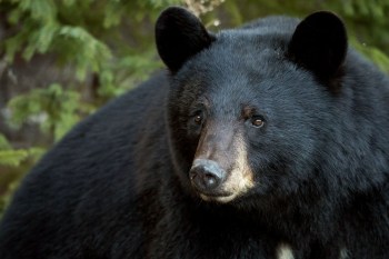 A black bear.