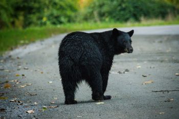 A black bear walking in the street.