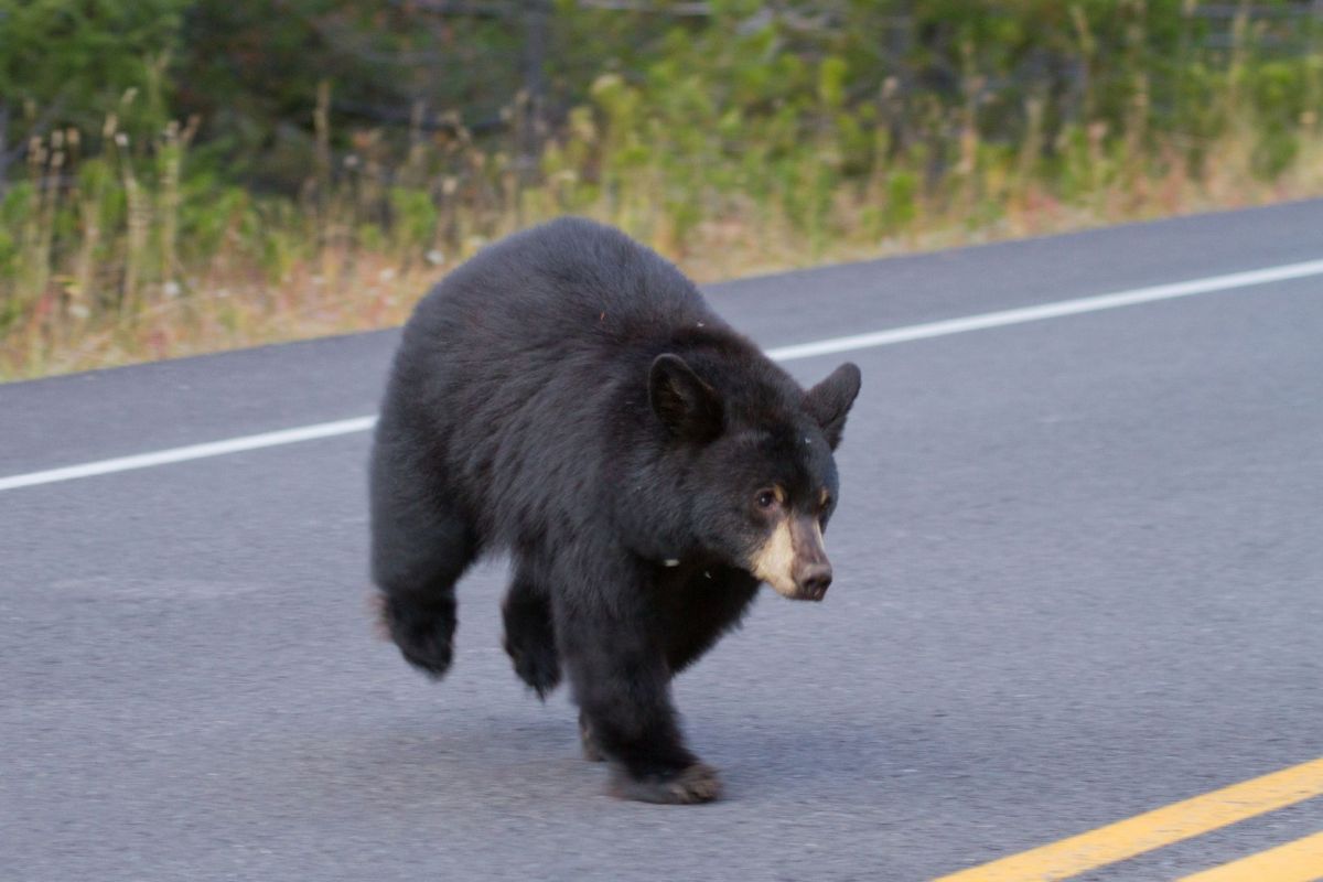 A Young black bear crossing the street.