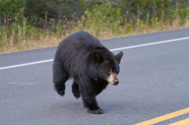 A Young black bear crossing the street.
