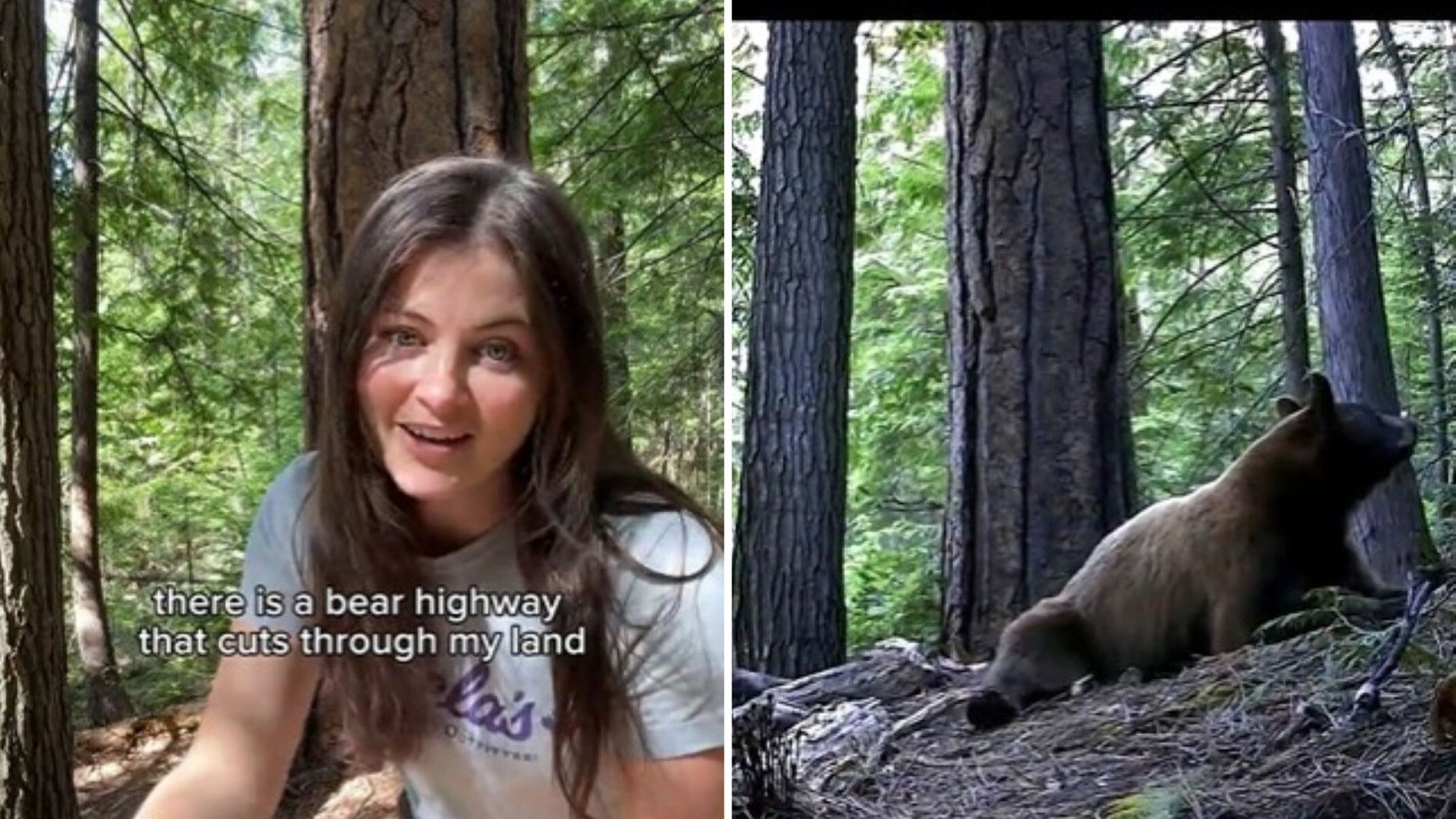 A person talking about bears and a bear on a trail camera.