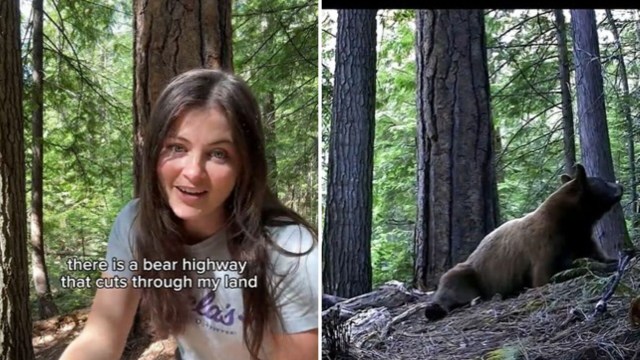 A person talking about bears and a bear on a trail camera.