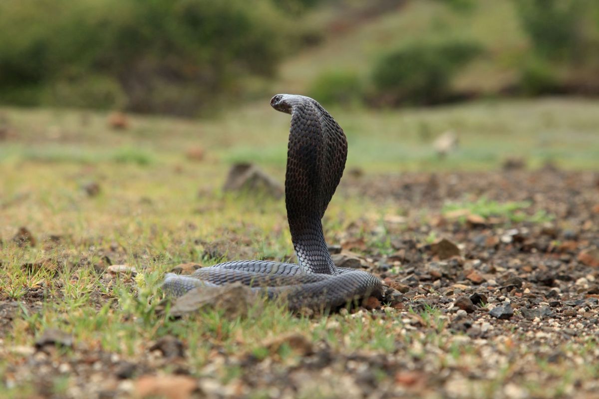 A black cobra.