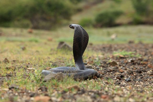A black cobra.