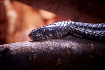 A black cobra.