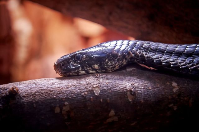 A black cobra.