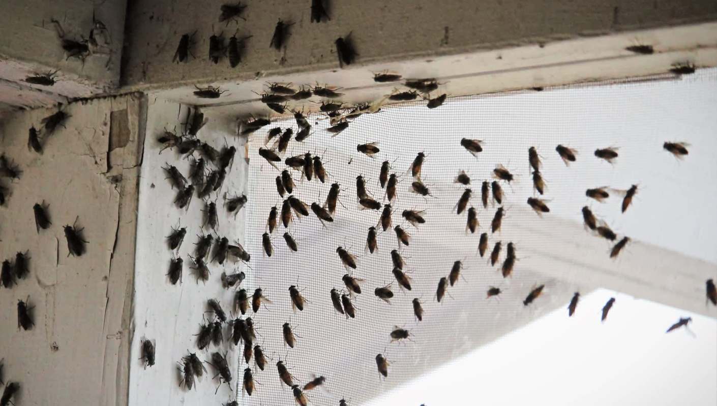 A large group of insects clustered around a window screen in a residential setting.