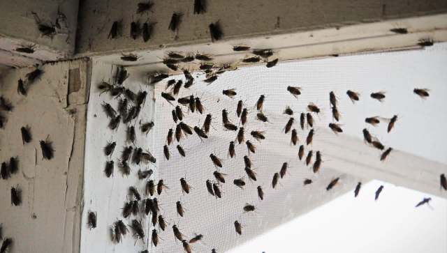 A large group of insects clustered around a window screen in a residential setting.