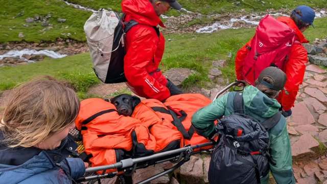 Hikers carrying a black dog on a stretcher.