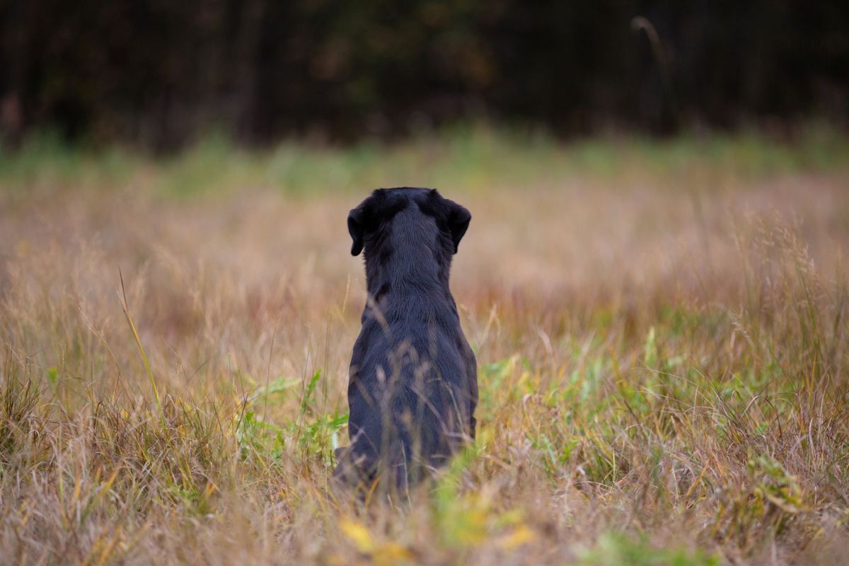 A black lab sitting in grass.
