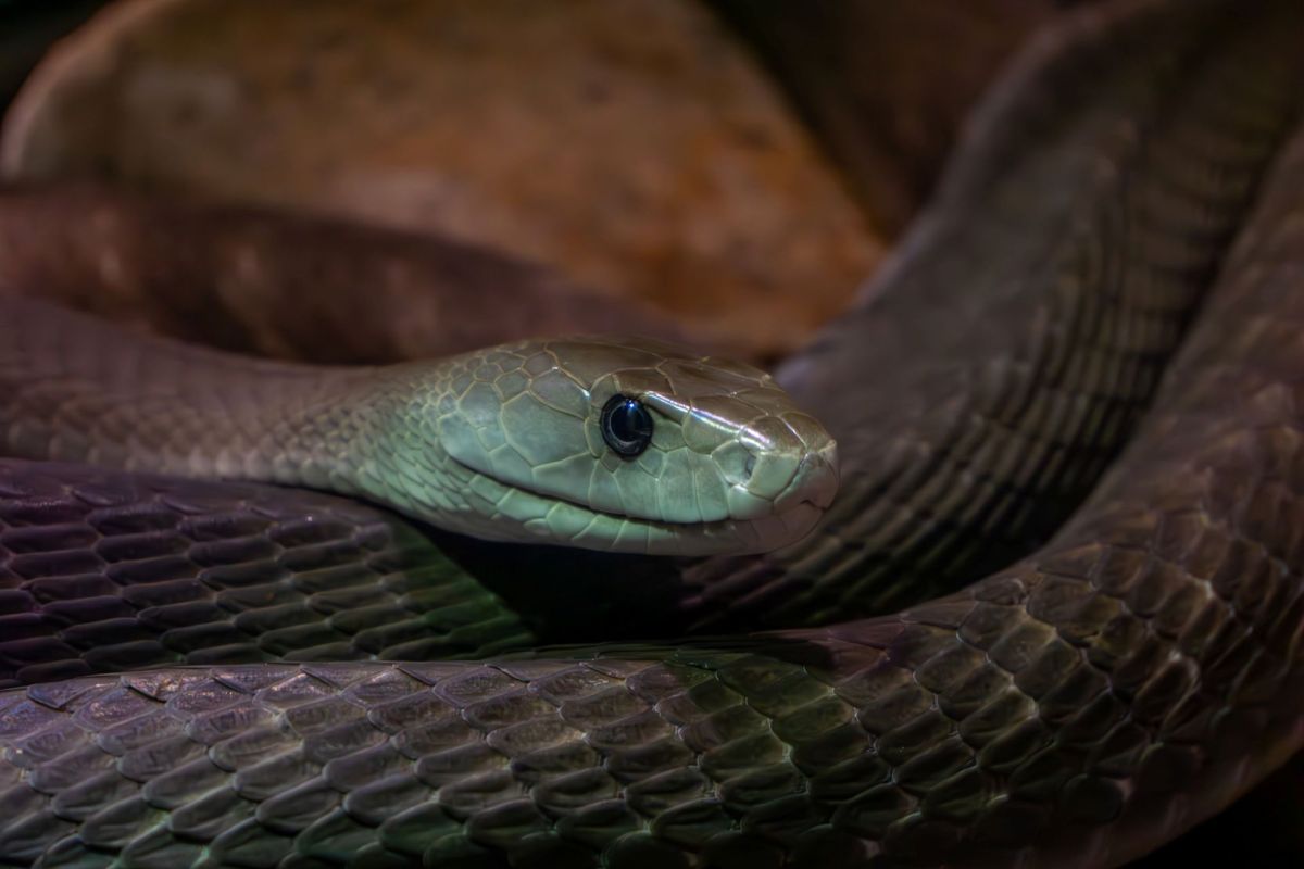 A black mamba.