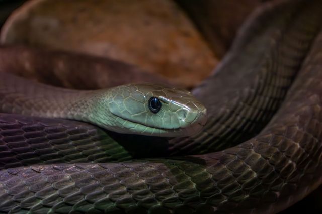 A black mamba.